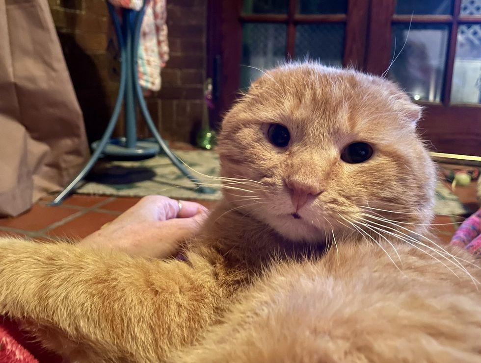 orange cat ear folded gus