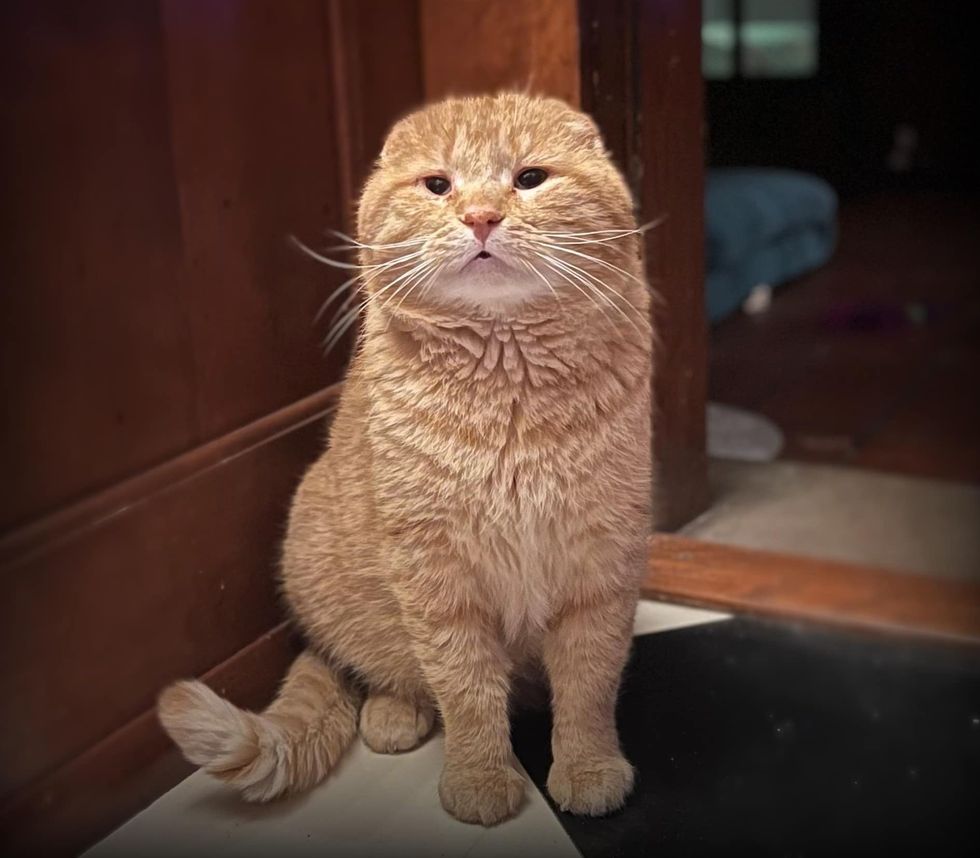 orange cat ear folded