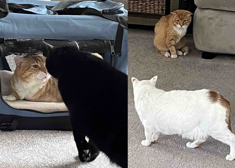 orange cat feline friends