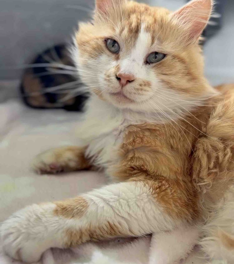 orange cat gentle paws