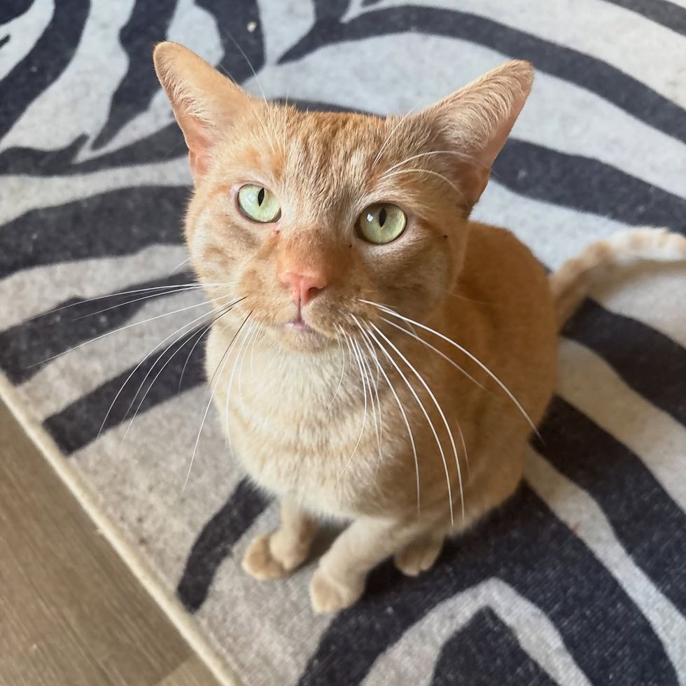 orange cat happy home