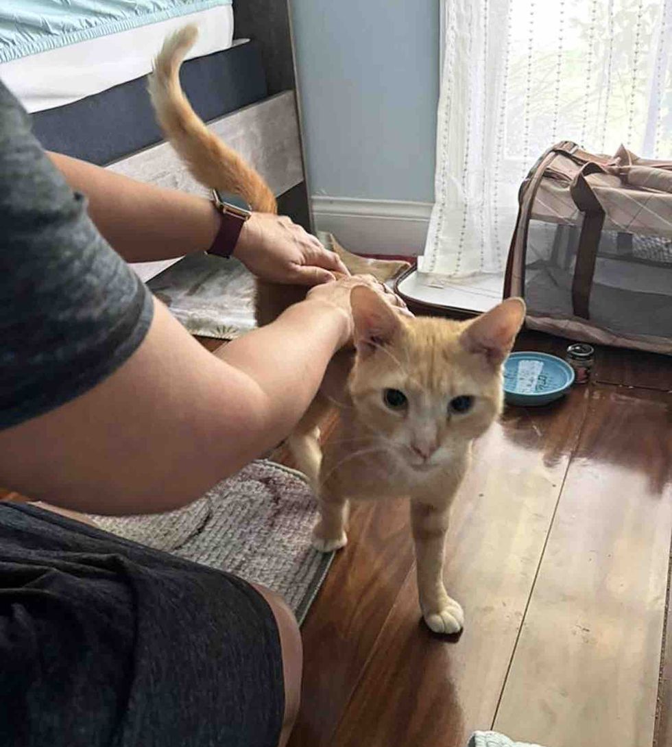 orange cat happy home