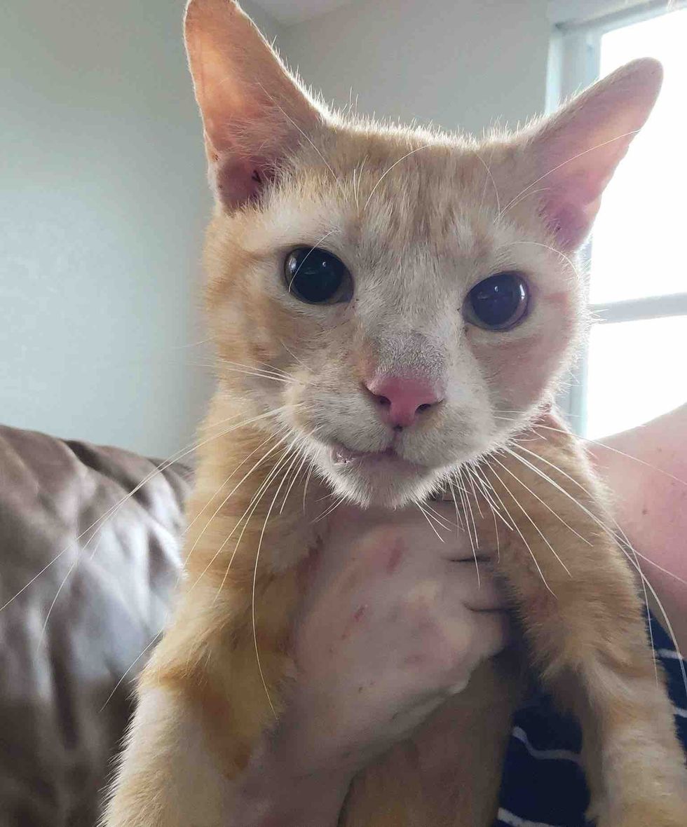 orange cat happy safe