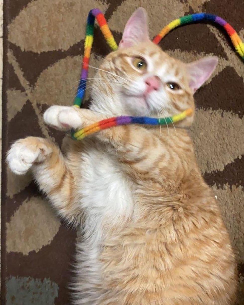 orange cat happy thumper