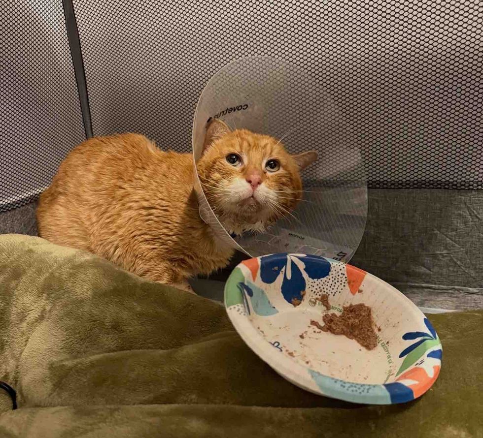 orange cat home cone