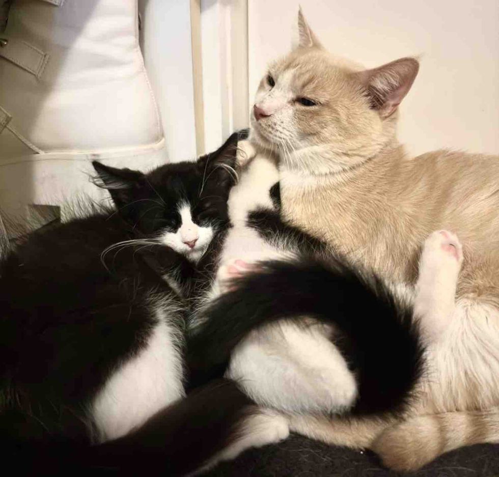 orange cat hugs kittens