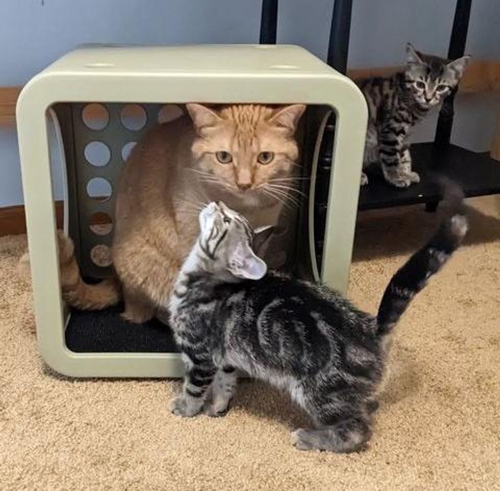 orange cat kitten tabby