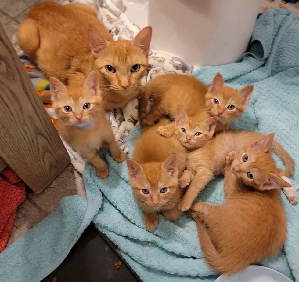 orange cat kittens