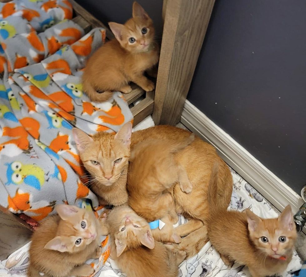 orange cat kittens