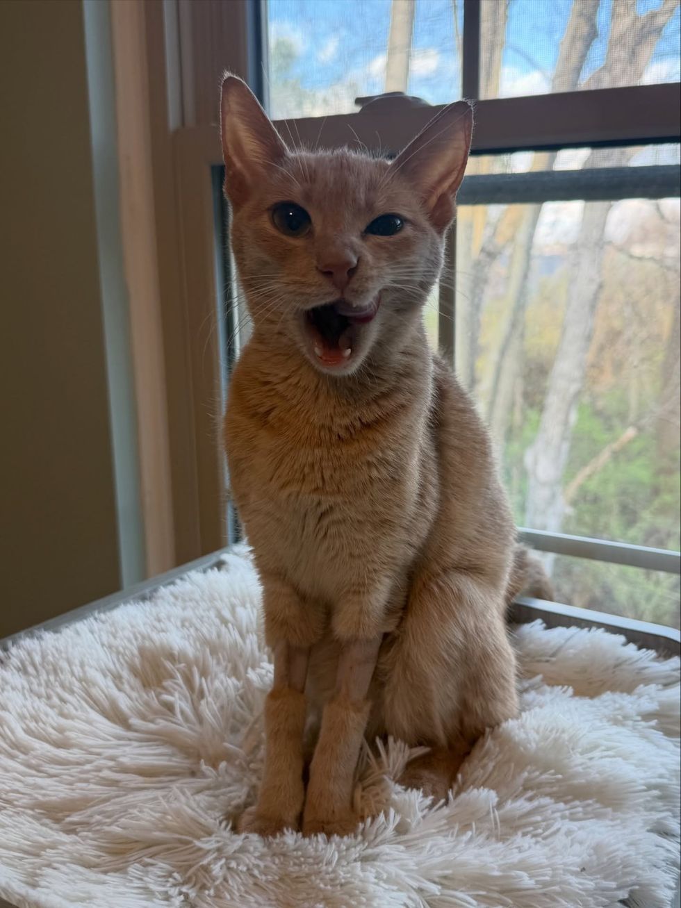 orange cat licking mouth