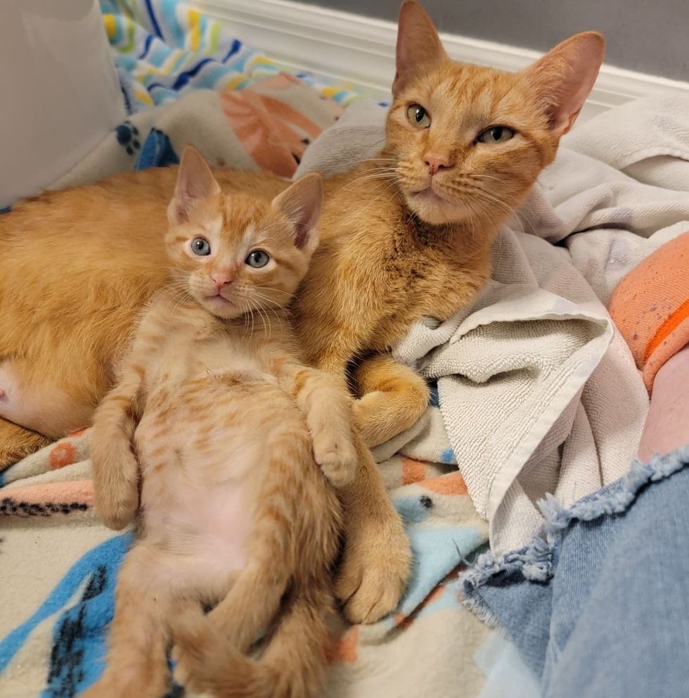 orange cat mother kitten