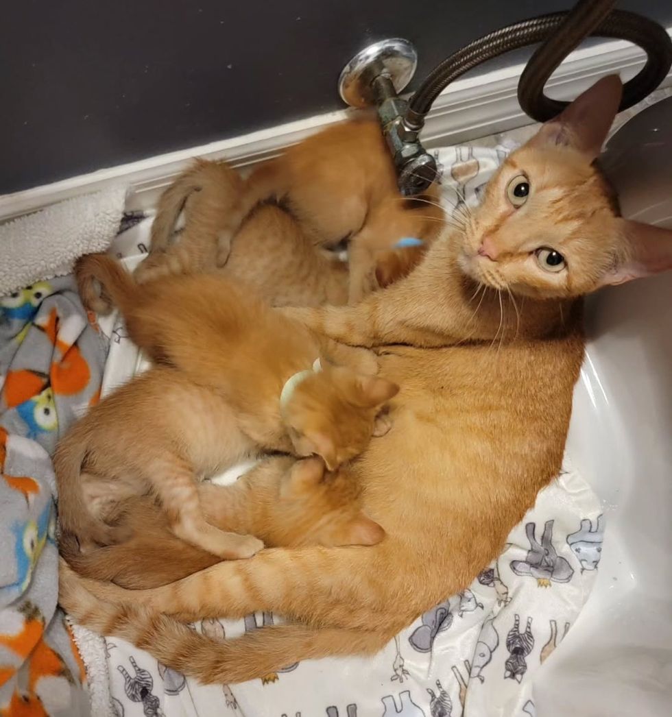 orange cat nursing kittens