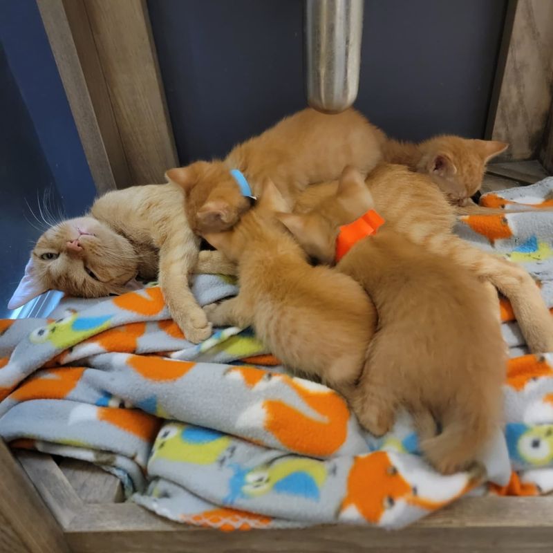 orange cat nursing kittens