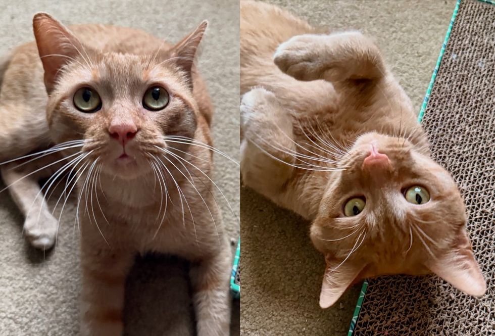 orange cat playful happy