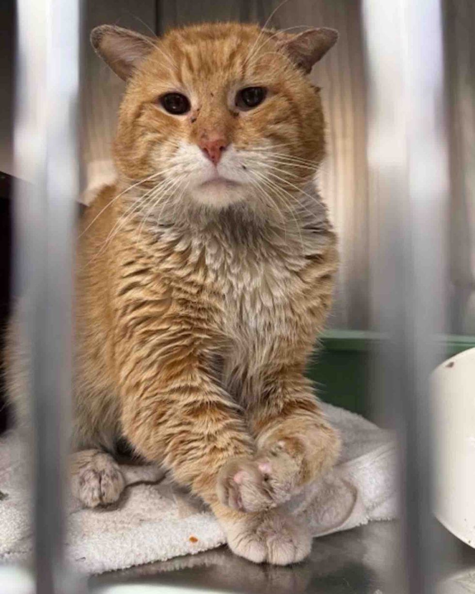 orange cat rescued