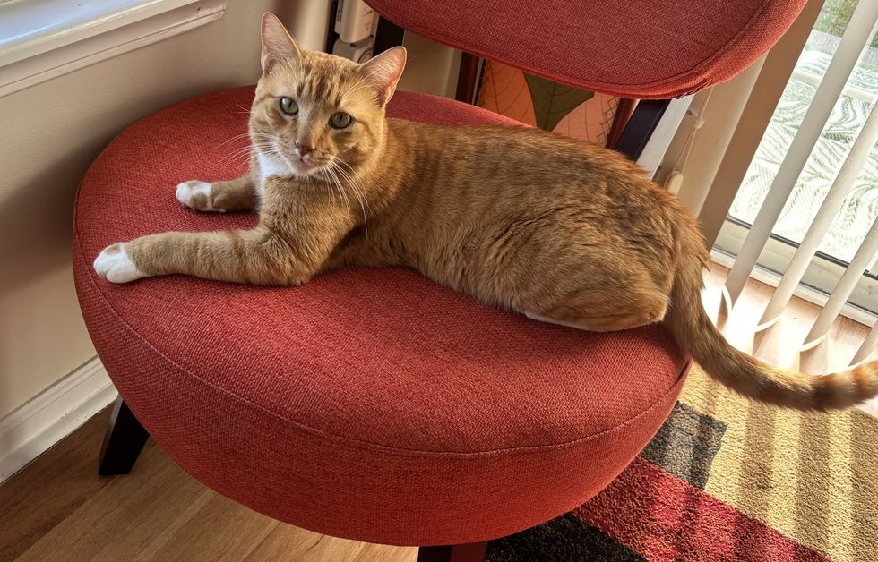Orange cat sitting on chair
