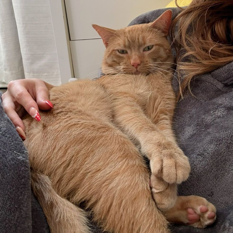 orange cat snuggles
