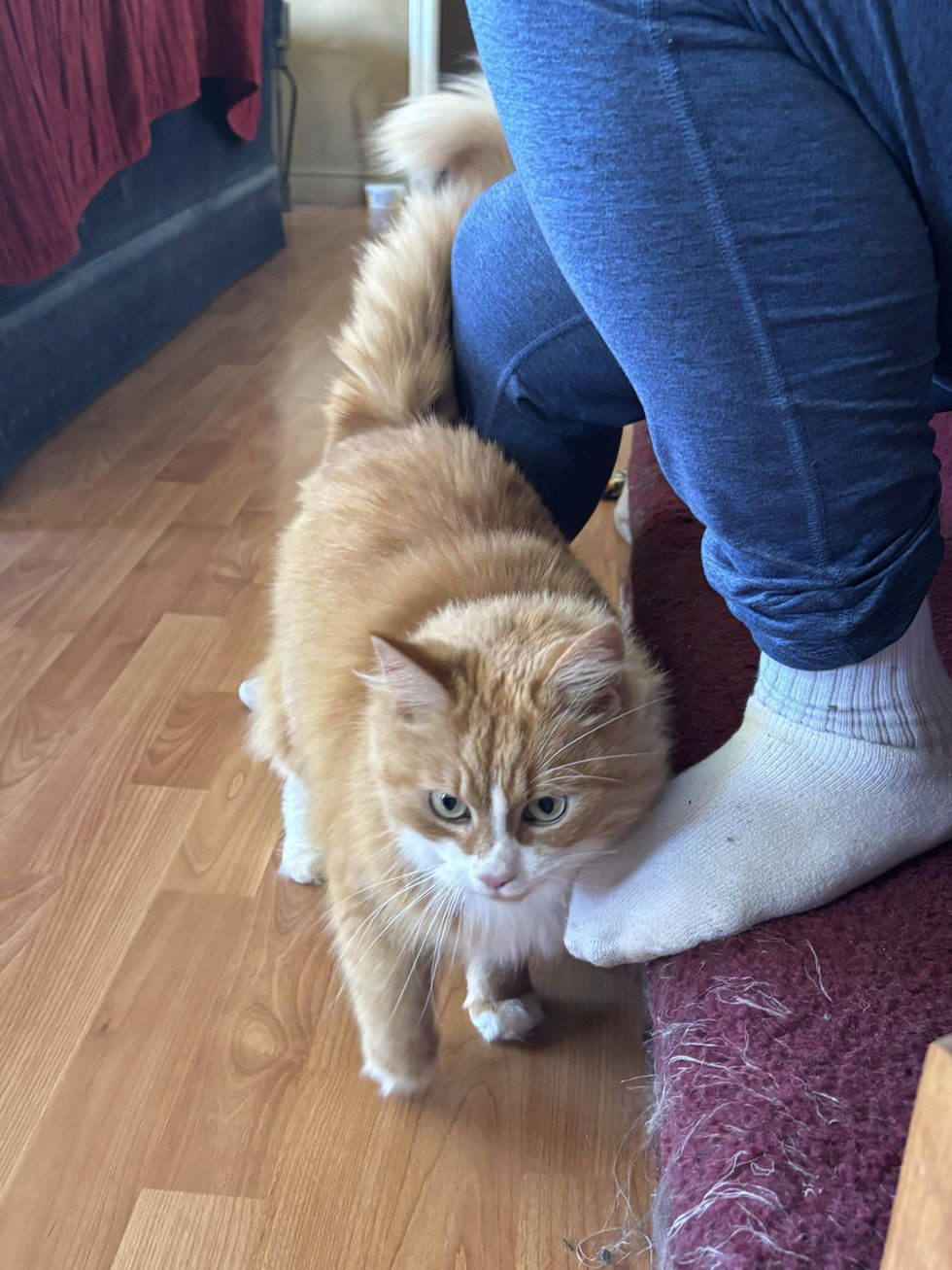 orange cat snuggly affectionate