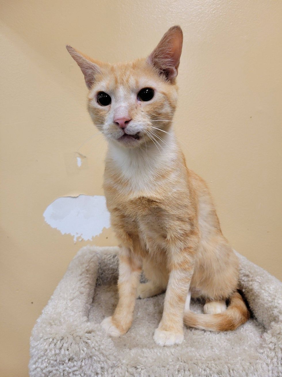 orange cat standing tree