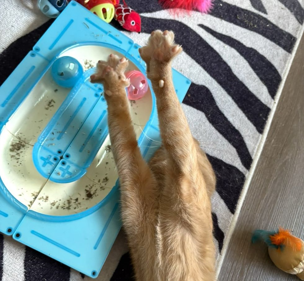 orange cat stretching paws