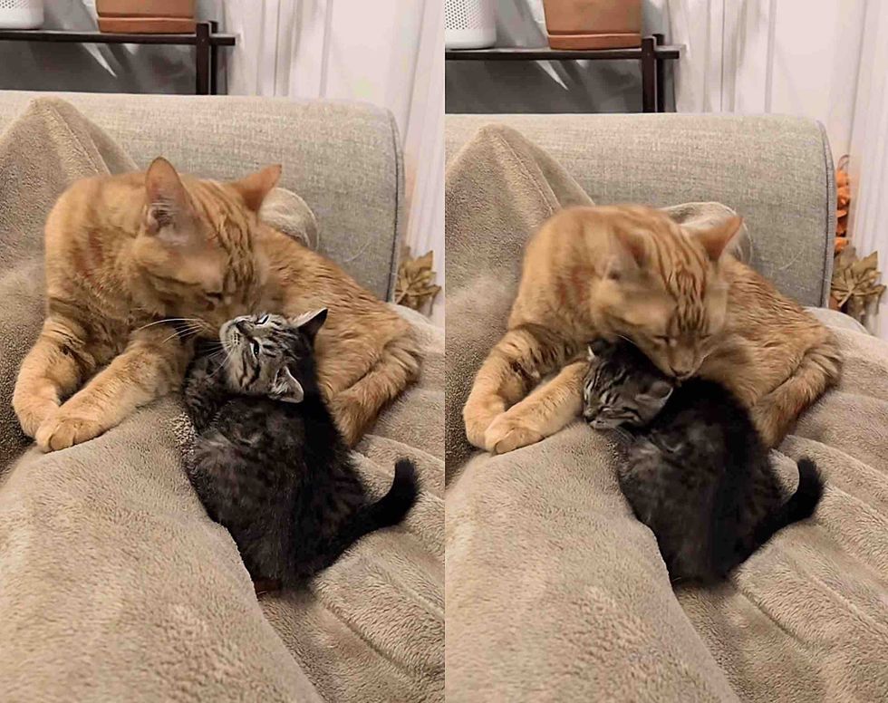 orange cat tabby kitten friends