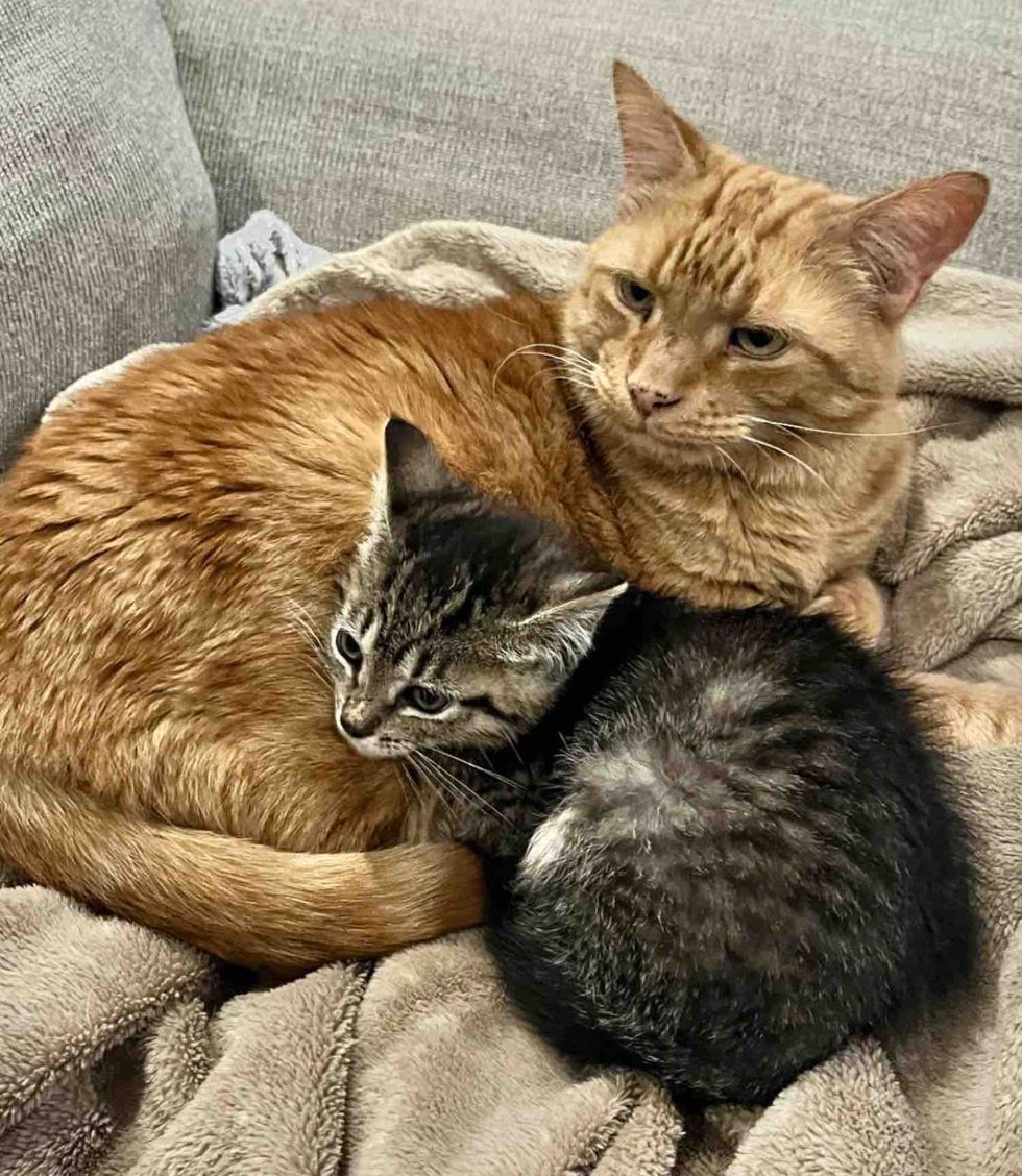 orange cat tabby kitten