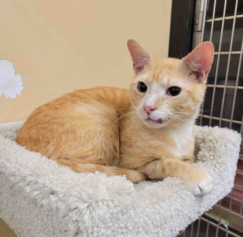 orange cat tree happy