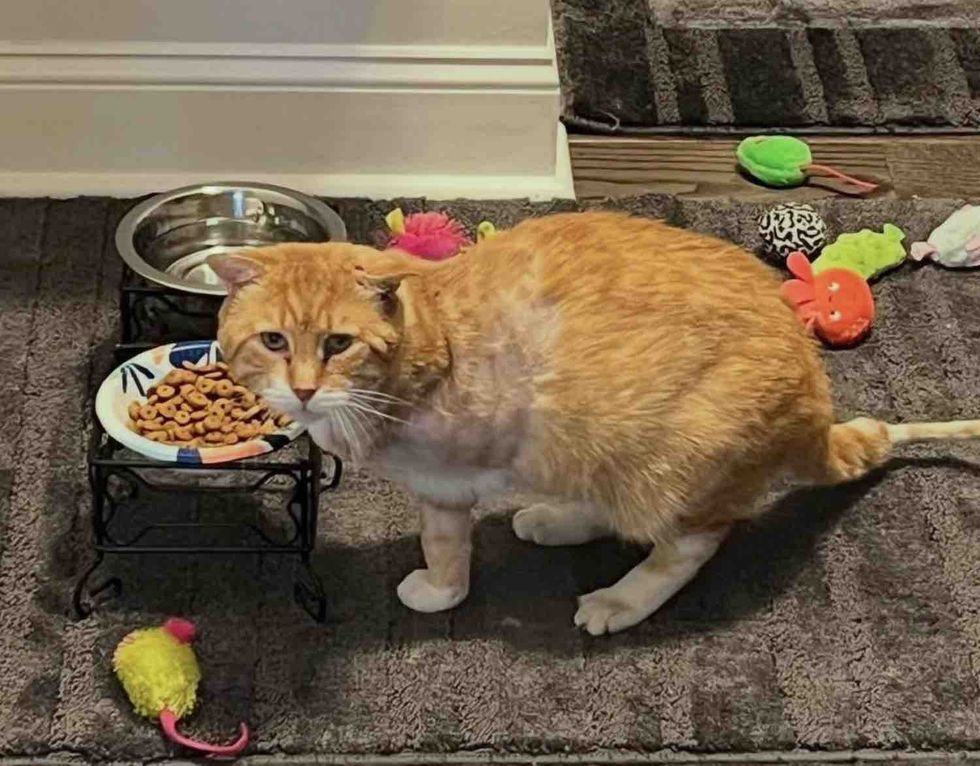 orange cat tripod exploring