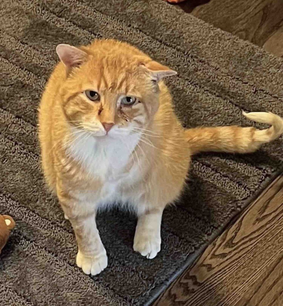 orange cat tripod home