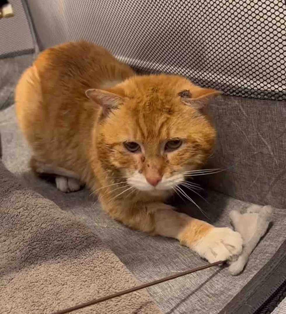 orange cat tripod playful