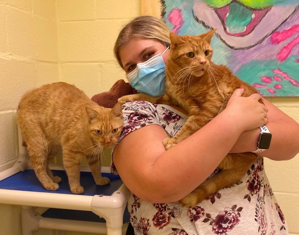 orange cats, tabby, bonded pair