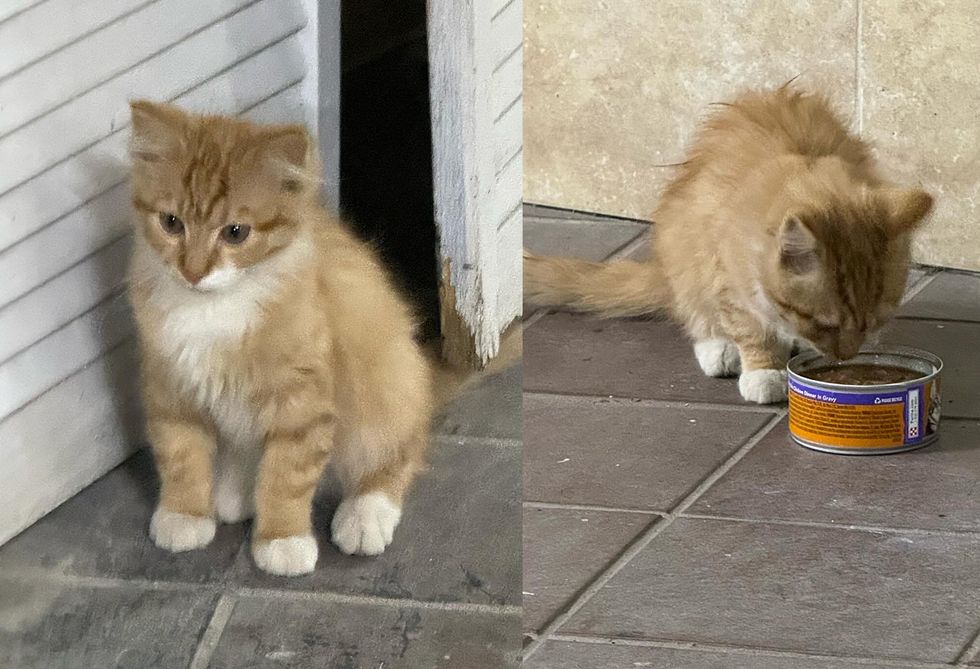 orange fluffy kitten stray