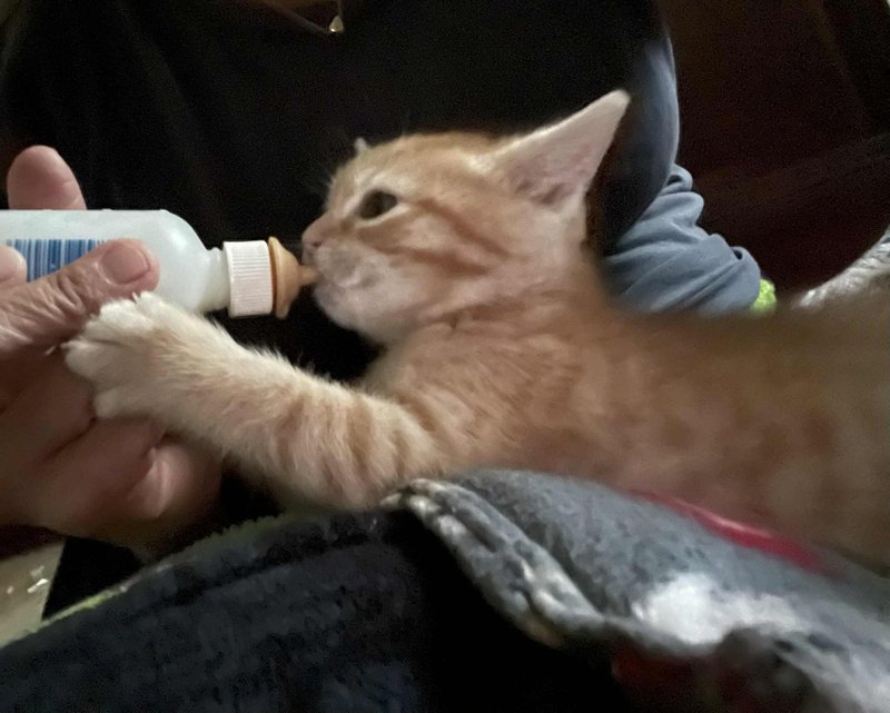 orange kitten bottle feeding