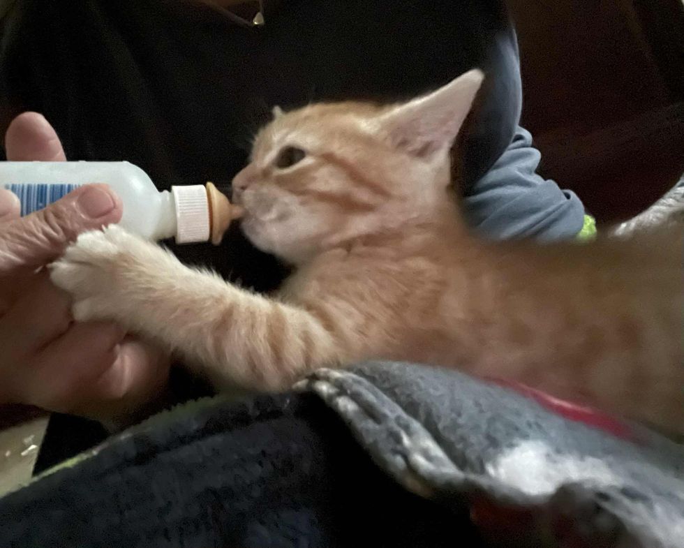 orange kitten bottle feeding