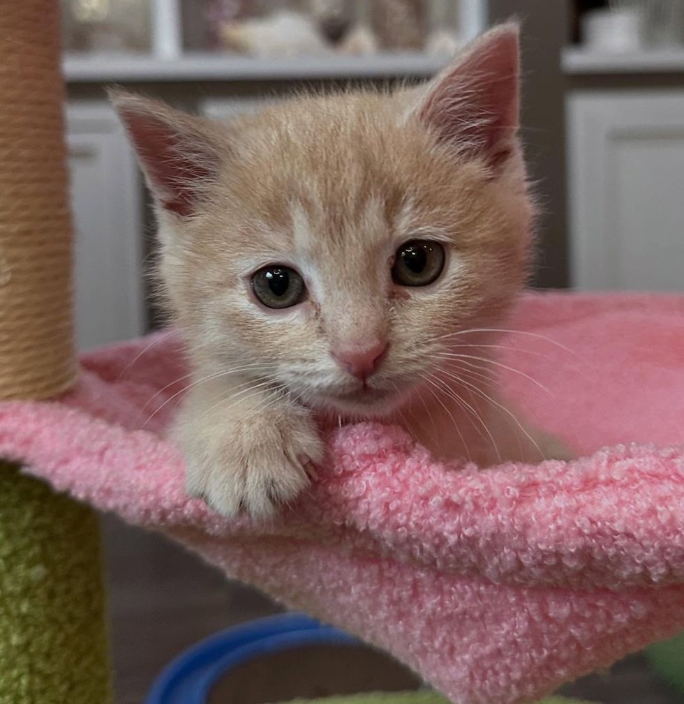 orange kitten cat tree