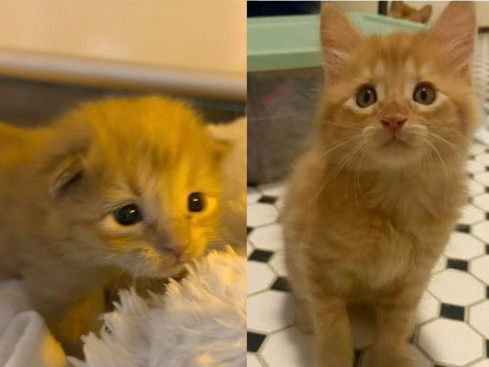orange kitten found