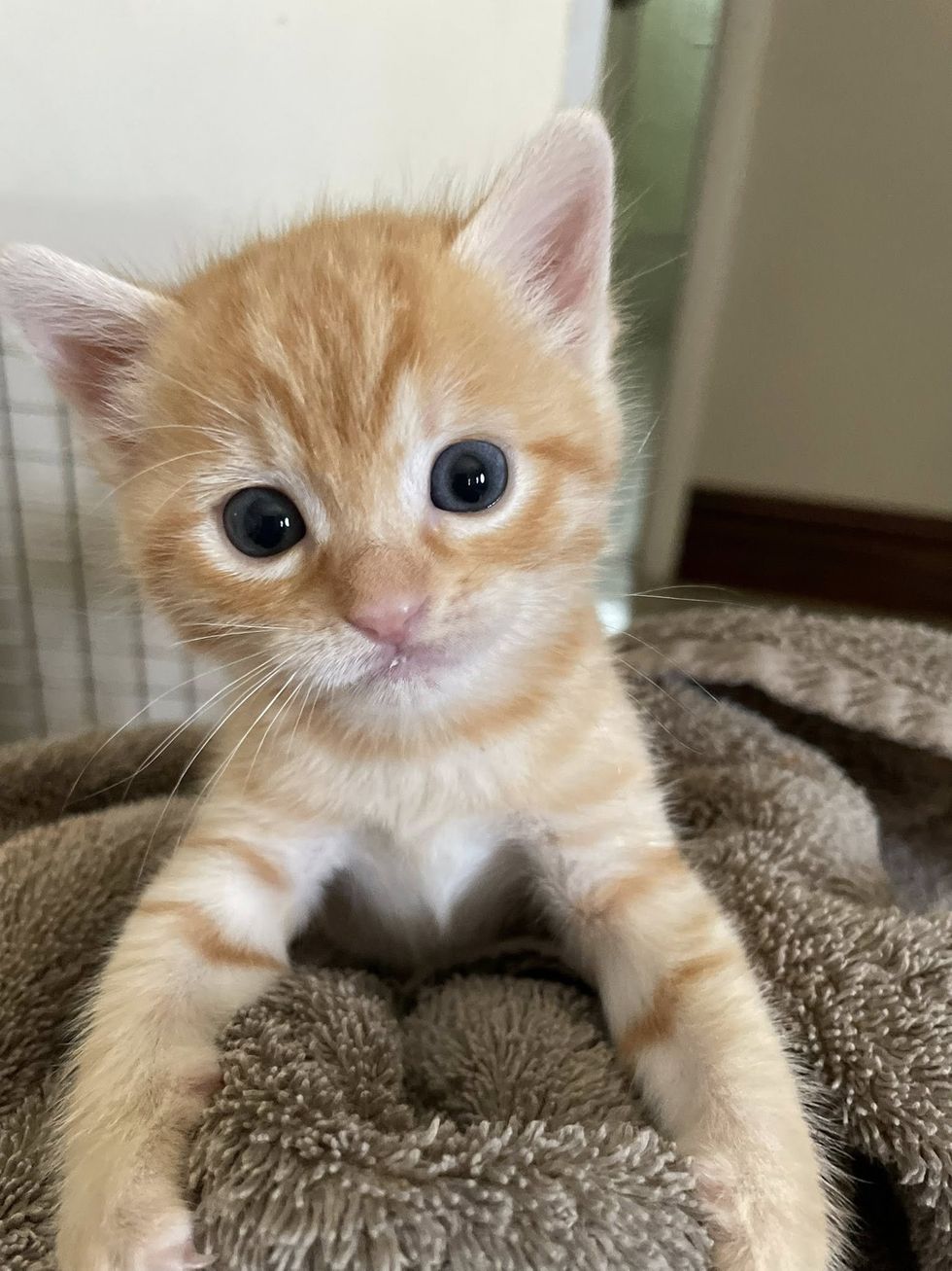 orange kitten playful