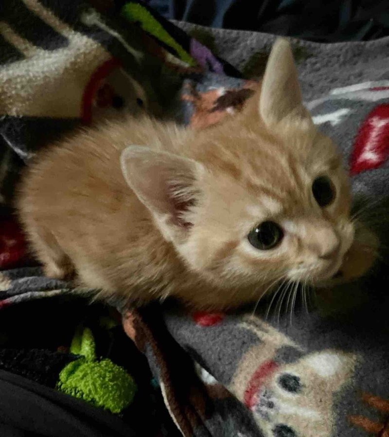 orange kitten playful
