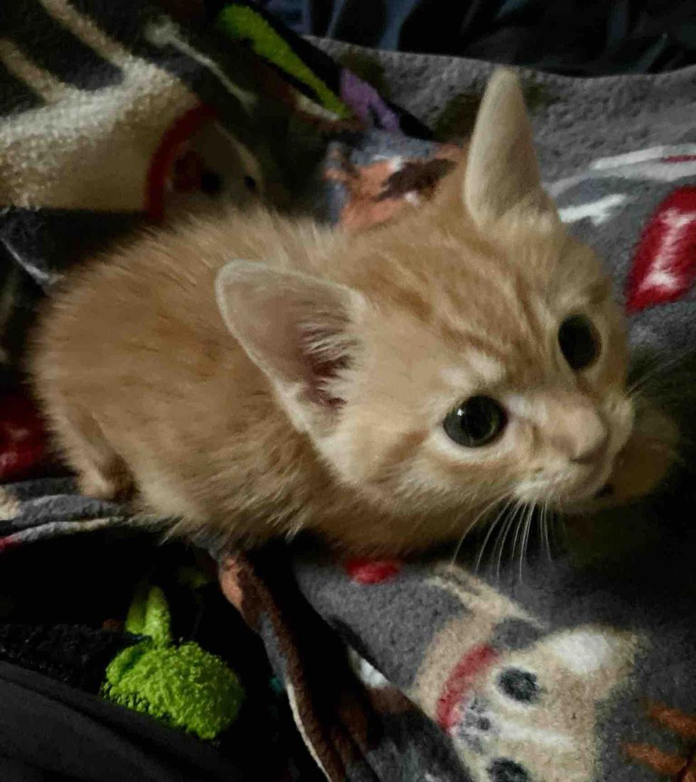 orange kitten playful