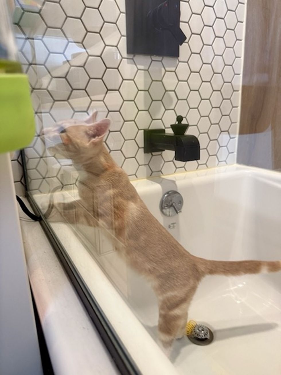 orange kitten playing with favorite toy in the shower