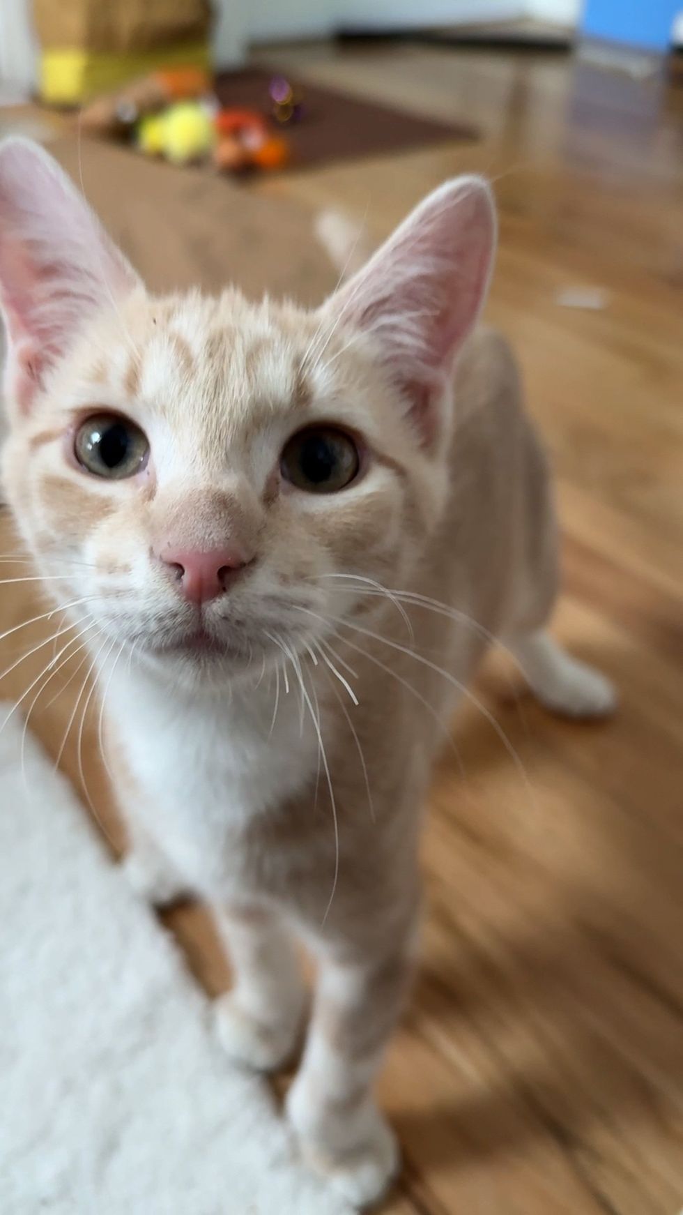 orange kitten posing for the camera