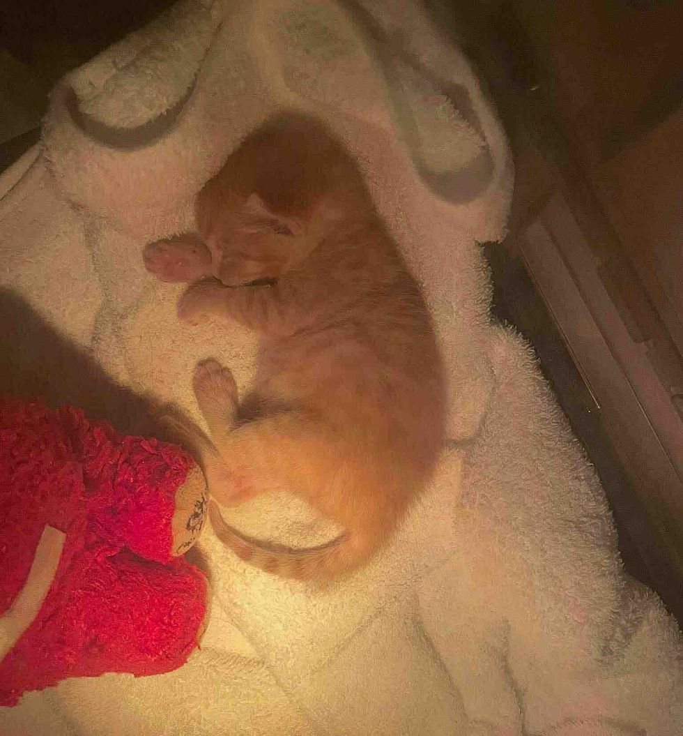 orange kitten sleeping