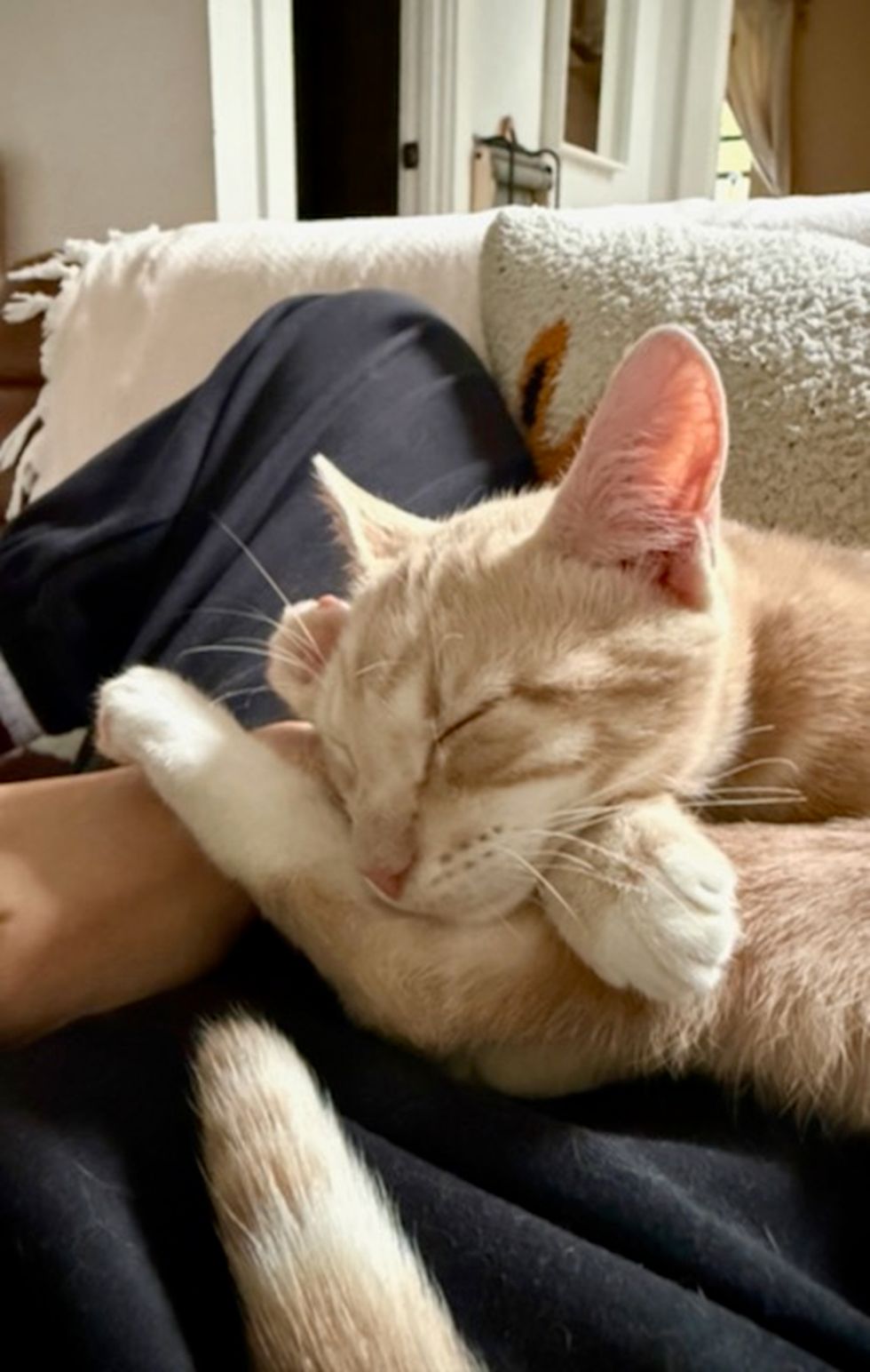 orange kitten sleeping