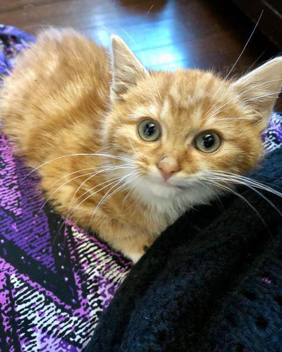orange kitten