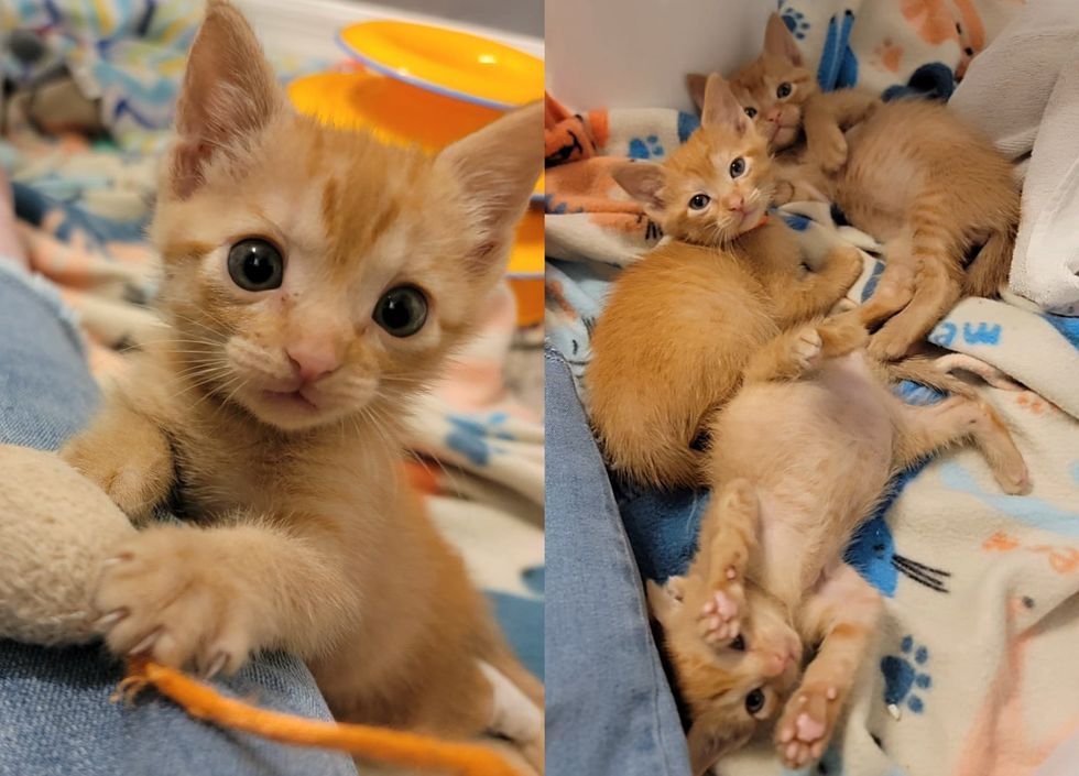 orange kittens playful