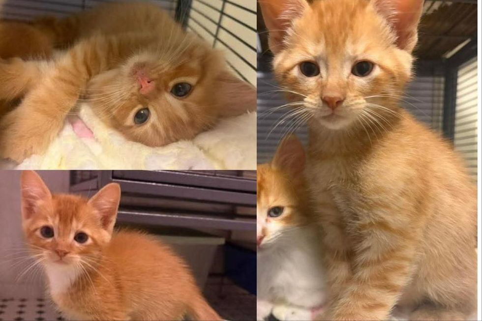 orange kittens siblings