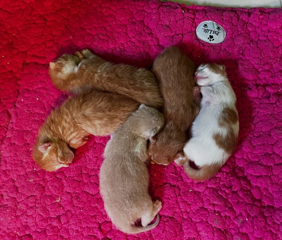 orange kittens sleeping