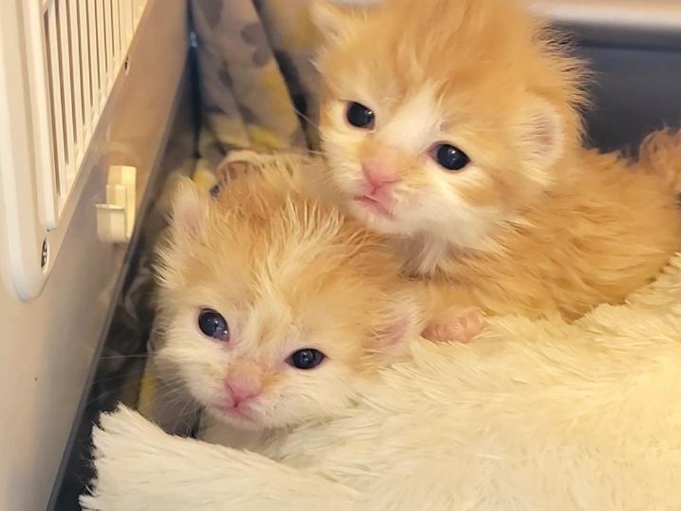 orange kittens