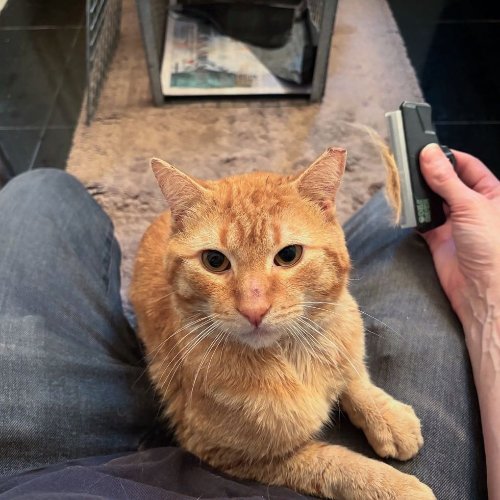orange lap cat snuggles