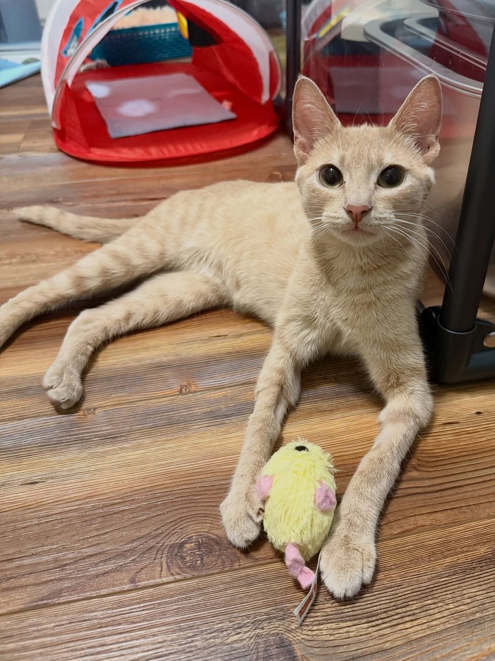 orange mother cat holding mouse toy